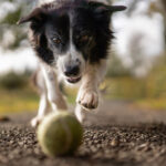 running-after-ball