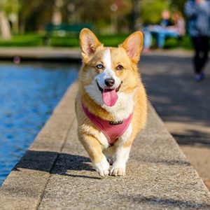 corgi